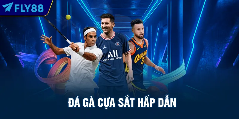 Đá gà cựa sắt hấp dẫn